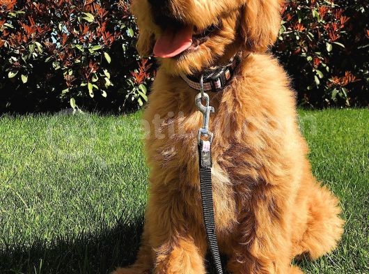 Labradodoodle Dev Patiler Dizayn Irk Orjinal %100 Garantili görsel