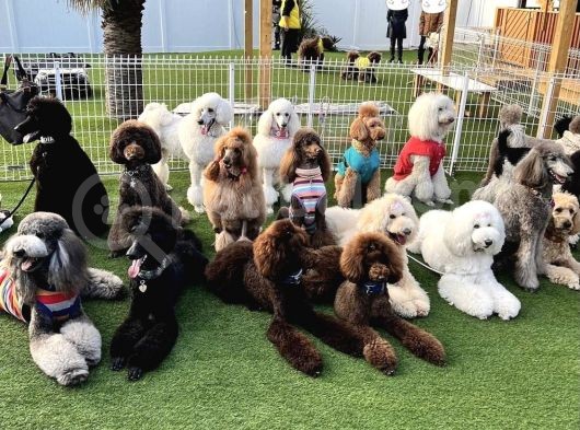 Dev Poodle Giant Poodle Her Renk Mevcut Show Kalite görsel