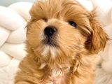 Toy Boyut Muhteşem Surat Eğitimli Orjinal Maltipoo