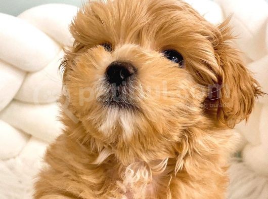 Toy Boyut Muhteşem Surat Eğitimli Orjinal Maltipoo görsel