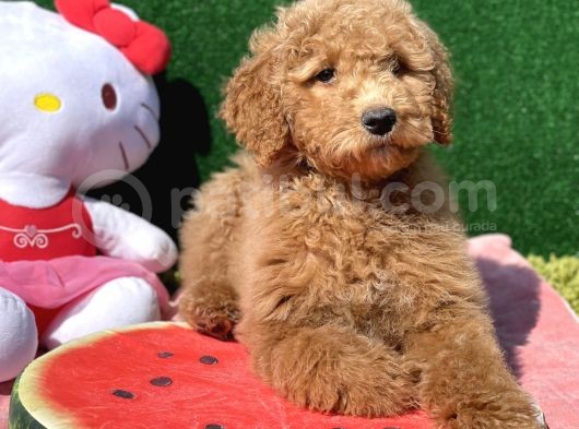 Standart Dev Poodle Red Yavrular görsel