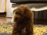 Red Brown A Kalite Anne Baba 3 Kg Toy Poodle