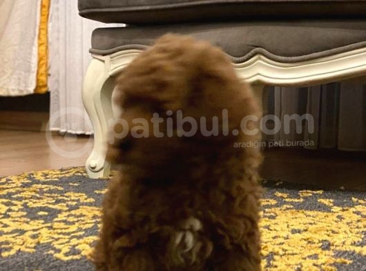 Red Brown A Kalite Anne Baba 3 Kg Toy Poodle görsel