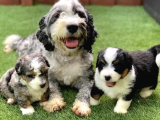 Bernadoodle Hypoallergenic Irk Threecolour Ve Bicolour
