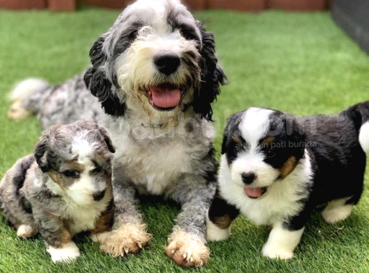 Bernadoodle Hypoallergenic Irk Threecolour Ve Bicolour görsel
