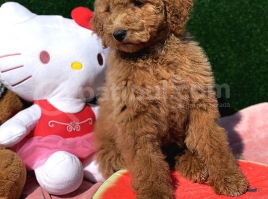 Standart Dev Poodle Red Yavrular görsel