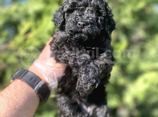 Siyah Mini Boy A Kalite Poodle görsel