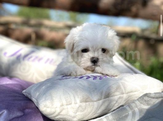 Maltese Mini Boy Yavrular görsel