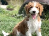 Labradoodle Hypoallergenic Muhteşem Irk Nadir Yavrular