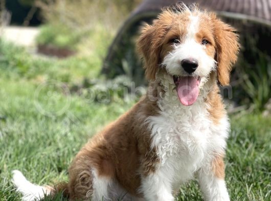 Labradoodle Hypoallergenic Muhteşem Irk Nadir Yavrular
