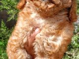 Apricot Mini Toy Poodle 3-3,5 Kg Orjinal Garantili