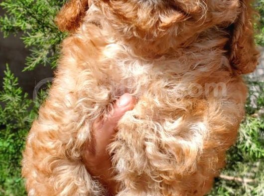 Apricot Mini Toy Poodle 3-3,5 Kg Orjinal Garantili görsel