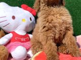Standart Dev Poodle Red Yavrular