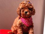 Red Brown Toy Poodle Yavrular