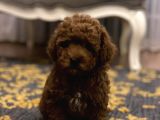 Red Brown a Kalite Anne Baba 3 Kg Toy Poodle