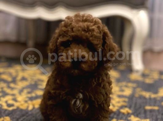 Red Brown A Kalite Anne Baba 3 Kg Toy Poodle
