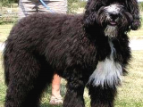 Bernadoodle Türkiyenin Ilk Dna Testleri Yapımış Hypoallergenic Irk