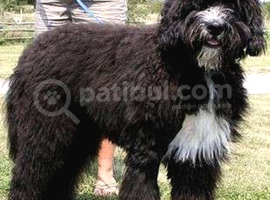 Bernadoodle Türkiyenin Ilk Dna Testleri Yapımış Hypoallergenic Irk görsel