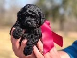 Siyah Mini Boy A Kalite Poodle