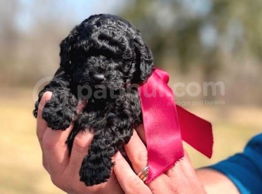 Siyah Mini Boy A Kalite Poodle
