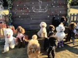 Dev Poodle Giant Poodle Her Renk Mevcut Show Kalite