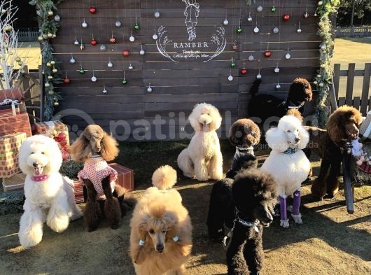 Dev Poodle Giant Poodle Her Renk Mevcut Show Kalite görsel