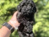 Siyah Mini Boy A Kalite Poodle