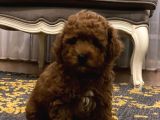 Red Brown A Kalite Anne Baba 3 Kg Toy Poodle
