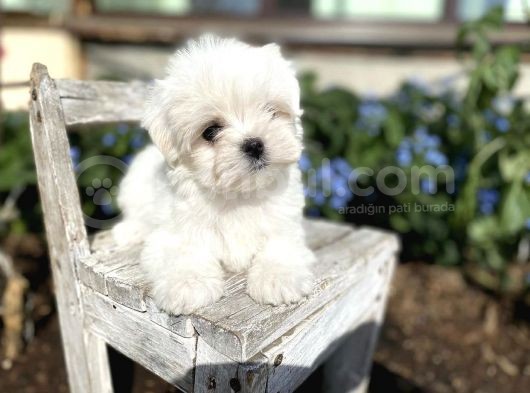 Maltese Mini Boy Yavrular