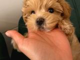 Toy Boyut Muhteşem Surat Eğitimli Orjinal Maltipoo