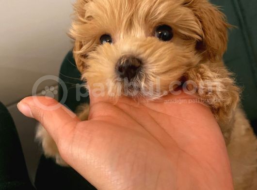Toy Boyut Muhteşem Surat Eğitimli Orjinal Maltipoo görsel