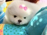 Ayı Surat Sevimli Mini Boy Pomeranian Yavrular