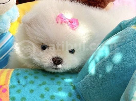 Ayı Surat Sevimli Mini Boy Pomeranian Yavrular görsel