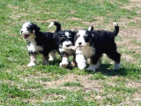 Bernadoodle Hypoallergenic Irk Threecolour Ve Bicolour