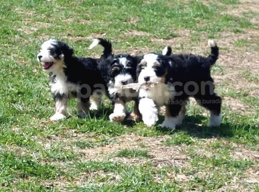 Bernadoodle Hypoallergenic Irk Threecolour Ve Bicolour görsel