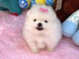Ayı Surat Sevimli Mini Boy Pomeranian Yavrular
