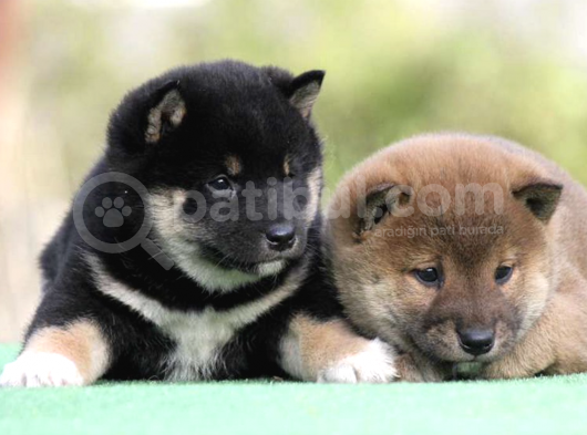 Black Tan Ve Orange Shiba Inu Yavrularımız görsel