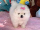 Ayı Surat Sevimli Mini Boy Pomeranian Yavrular