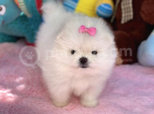 Ayı Surat Sevimli Mini Boy Pomeranian Yavrular görsel