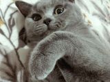 1 Yaşında Sağlıklı Kedi