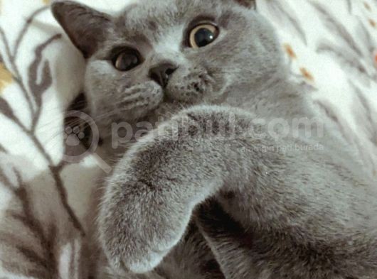 1 Yaşında Sağlıklı Kedi görsel