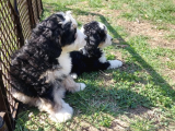 Bernadoodle Hypoallergenic Irk Threecolour Ve Bicolour
