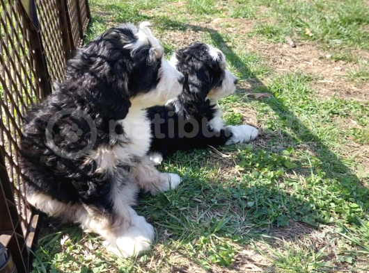 Bernadoodle Hypoallergenic Irk Threecolour Ve Bicolour görsel