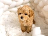 Toy Boyut Muhteşem Surat Eğitimli Orjinal Maltipoo