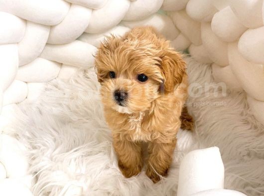 Toy Boyut Muhteşem Surat Eğitimli Orjinal Maltipoo görsel
