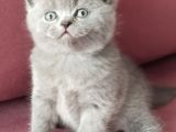 British Shorthair Kedi