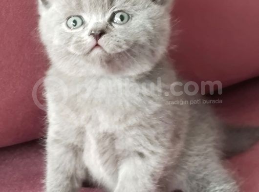 British Shorthair Kedi