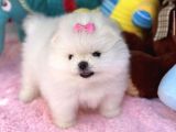 Ayı Surat Sevimli Mini Boy Pomeranian Yavrular