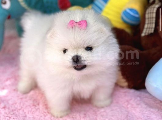 Ayı Surat Sevimli Mini Boy Pomeranian Yavrular görsel