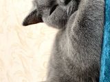 1 Yaşında Sağlıklı Kedi